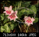 Click image for larger version

Name:	Gladiolus carmineus 131 DSC02141.JPG
Views:	378
Size:	146.1 KB
ID:	14570