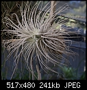 Tillandsia with a little pup.(No flower) - T tectorum 23B-DSC02155.JPG (1/1)-t-tectorum-23b-dsc02155.jpg