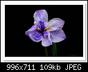 Japanese Iris-8845-c-8845-japiris-23-10-11-5d-400.jpg