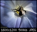 Click image for larger version

Name:	Heavenly Blue 12 Oct 2011 e.JPG
Views:	319
Size:	500.5 KB
ID:	14578