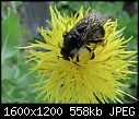 Busy bee-img_5327.jpg