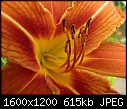 Click image for larger version

Name:	Daylily.jpg
Views:	251
Size:	614.7 KB
ID:	14583