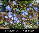 Click image for larger version

Name:	Heavenly Blue 12 Oct 2011 d.JPG
Views:	400
Size:	1.07 MB
ID:	14584