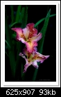 Louissiana Iris-8858-c-8858-lousianairis-29-10-11-5d-400.jpg