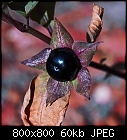 Death Cherry-atropa_belladonna-0.jpg