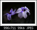 Japanese Iris-8881-c-8881-japiris-30-10-11-5d-400.jpg