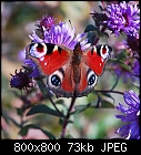 A Peacock Butterfly-inachis_io-0.jpg