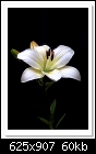 Asiatic Lily-8880-c-8880-asiaticlily-05-11-11-5d-400.jpg