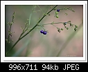 Flax Lily Berries-8956-c-8956-dianella-05-11-11-5d-400.jpg