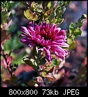 -chrysanthemum-0.jpg