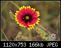Click image for larger version

Name:	gaillardia.JPG
Views:	302
Size:	165.6 KB
ID:	14601