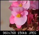 Click image for larger version

Name:	Begonia 2.jpg
Views:	271
Size:	150.2 KB
ID:	14605