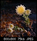 Click image for larger version

Name:	chrysanthemum-1.jpg
Views:	182
Size:	75.3 KB
ID:	14606