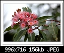 Click image for larger version

Name:	c-8596-pinkgum-07-10-11-5d-400.jpg
Views:	225
Size:	155.6 KB
ID:	14614