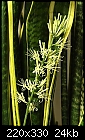 Snake Plant Flower-9052-220px-sansevieria_trifasciata_flower.jpg