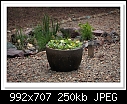 Part of my new landscaping projects-9127-c-9127-liliypot-14-12-11-5d-400.jpg