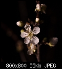 My St.Barbara Blossoms (Prunus Myrobalane)-barbarazweige-2.jpg