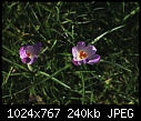 Welcome sign of spring [1/1]-zcrocus04.jpg