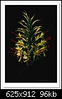 Ginger Lily-9488 (Hedychium gardnerianum )-c-9488-gingerlily-04-01-12-5d-400.jpg