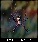 -wasp_spider-0.jpg