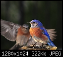 Click image for larger version

Name:	backyard 073.jpg
Views:	285
Size:	321.8 KB
ID:	14664