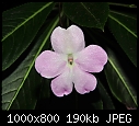 Click image for larger version

Name:	Impatiens --- Sherman Gardens 069.jpg
Views:	209
Size:	189.9 KB
ID:	14677