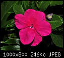 Click image for larger version

Name:	Impatiens --- Sherman Gardens 070.jpg
Views:	274
Size:	245.7 KB
ID:	14678