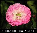 Pink Poppy --- Sherman Gardens 074-pink-poppy-sherman-gardens-074.jpg