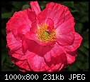 Red Poppy --- Sherman Gardens 076-red-poppy-sherman-gardens-076.jpg