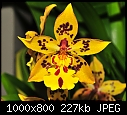 Yellow Orchid --- Sherman Gardens 040-yellow-orchid-sherman-gardens-040.jpg