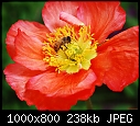 Orange Poppy with Bee --- Sherman Gardens - Hannah 034-orange-poppy-bee-sherman-gardens-hannah-034.jpg