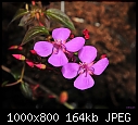 Click image for larger version

Name:	Small pink flowers --- Sherman Gardens 098.jpg
Views:	282
Size:	164.5 KB
ID:	14683