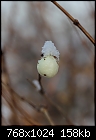 Snowberry [1/1]-zsnowberry_6854.jpg