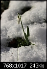 Click image for larger version

Name:	zSnowdrop_6820.JPG
Views:	418
Size:	243.0 KB
ID:	14738