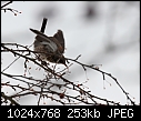 Click image for larger version

Name:	zFieldfare_7138.JPG
Views:	347
Size:	252.6 KB
ID:	14739