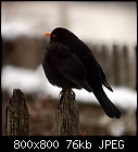 Click image for larger version

Name:	blackbird-0.jpg
Views:	324
Size:	76.3 KB
ID:	14742