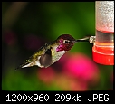 Click image for larger version

Name:	Male Anna's Hummer @ feeder --- backyard 008.jpg
Views:	305
Size:	208.8 KB
ID:	14748