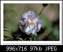 -c-9576-camellia-16-02-12-5d-400.jpg