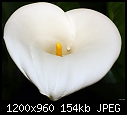 Click image for larger version

Name:	My Calla Lillies are blooming.jpg
Views:	427
Size:	153.9 KB
ID:	14751