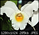 White Orchid --- Sherman Gardens 047-white-orchid-sherman-gardens-047.jpg