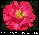 Red Poppy --- Sherman Gardens 076-red-tulip-sherman-gardens-076.jpg