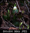 Spring Snowflakes-leucojum_vernum-4_0142_62.jpg