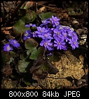 Click image for larger version

Name:	anemone_hepatica-2.jpg
Views:	207
Size:	84.4 KB
ID:	14820