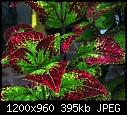 Click image for larger version

Name:	Giant Coleus.jpg
Views:	1432
Size:	394.6 KB
ID:	14824