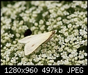 Click image for larger version

Name:	Moth on Queen Ann's Lace.jpg
Views:	267
Size:	496.5 KB
ID:	14825