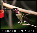 Click image for larger version

Name:	Male Anna's @ feeder.jpg
Views:	245
Size:	239.3 KB
ID:	14829