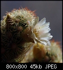 Click image for larger version

Name:	mammillaria_microhelia-2.jpg
Views:	462
Size:	45.1 KB
ID:	14843