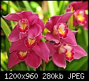 Orchid --- Encinitas 123-encinitas-123.jpg