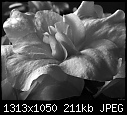 Click image for larger version

Name:	Azalea - BW.jpg
Views:	260
Size:	211.3 KB
ID:	14848
