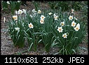 Just some daffodills - IMG_0209a.jpg - IMG_0209a.jpg-img_0209a.jpg